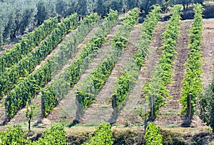 Tuscan vineyard with red grapes.