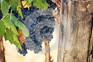 Tuscan vineyard with red grapes.