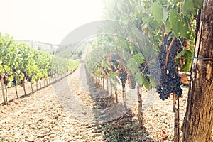 Tuscan vineyard with red grapes.