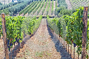 Tuscan vineyard with red grapes.