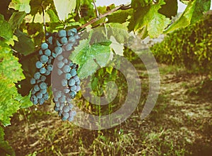 Tuscan vineyard with red grapes