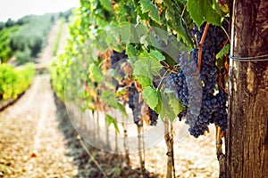Tuscan vineyard with red grapes.
