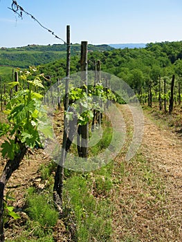 Tuscan vineyard in springtime