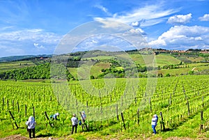 Tuscan vineyard with workers