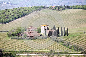 Tuscan vineyards