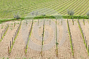 Tuscan vineyards