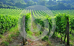 Tuscan vineyards in Italy