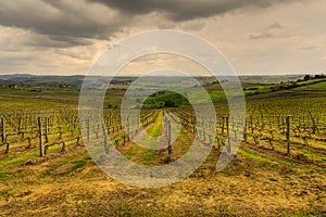 The Tuscan vineyards