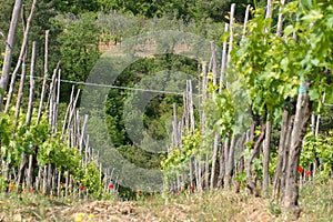 Tuscan Vinyard