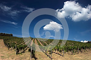 Tuscan wineyard