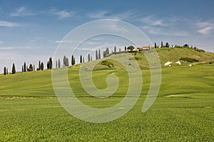 Tuscanian hillscape with cypress road