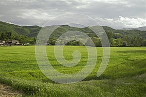 Tuscany countryside agriculture green field of wheat