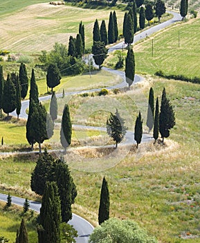 TUSCANY countryside, devious street with cypress