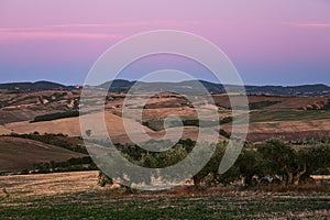 Tuscany countryside panorama with olive trees