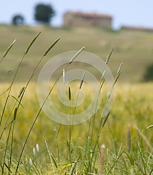 Tuscany countryside, spikes