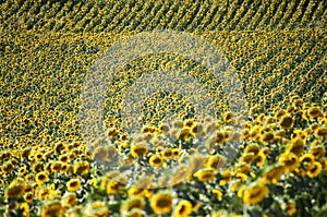 Tuscany countryside - Sunflowers field