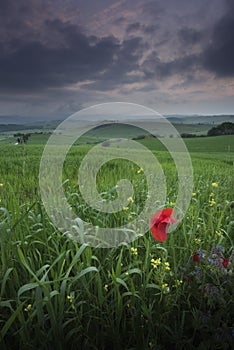 Tuscany, Crete Senesi rural sunset landscape