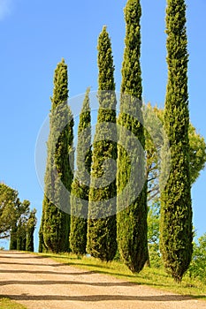 Tuscany cypress
