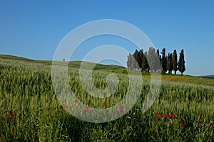 Tuscany - Cypress