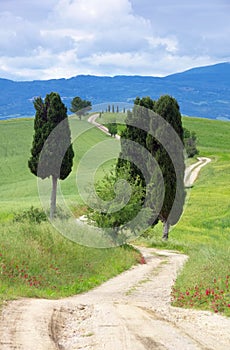 Tuscany cypress trees with track