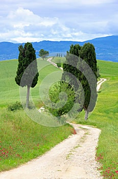 Tuscany cypress trees with track