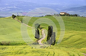 Tuscany cypress trees with track