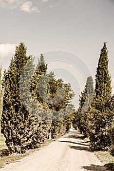 Tuscany - Cypress Trees Of The Val d\'Orcia