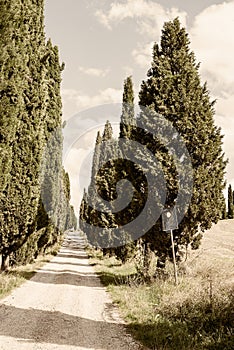 Tuscany - Cypress Trees of The Val d\'Orcia