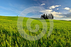 Tuscany famous cypress trees with farmer house on a sunny day and white clouds