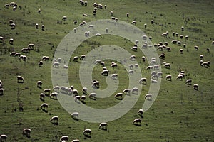 Tuscany - Grazing sheep
