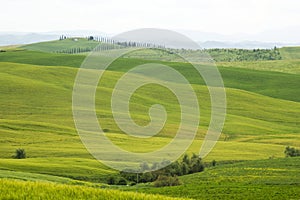 Tuscany - green typical landscape