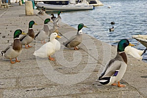 Italy, Tuscany, Grosseto, Castiglione della Pescaia, mallards rest on the pier of the Bruna river channel, Anas platyrhynchos.