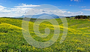 Tuscany hills landscape with yellow fields