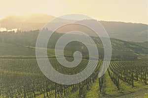 Tuscany hills vineyard suggestive morning light