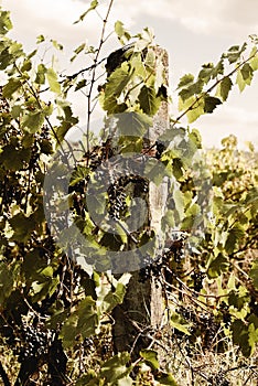 Tuscany - A Secluded Hillside Vineyard Above The Town Of Asciano