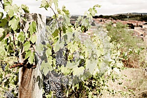 Tuscany - A Secluded Hillside Vineyard Above The Town Of Asciano