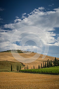 Tuscany hillsides with cypress and olive trees photo