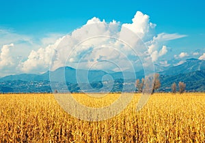 Tuscany, italian rural landscape