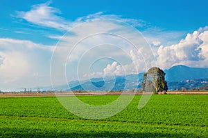 Tuscany, italian rural landscape