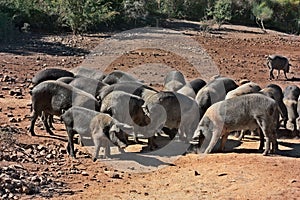 Tuscany, Italy: breed of typical pig Cinta Senese