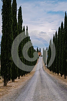 Tuscany Italy, Perfect Road Avenue through cypress trees ideal Tuscan landscape
