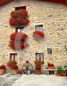 Tuscany, Italy, picturesque scene with geranium flowers, sleeping cat and old stone wall