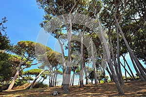 Tuscany, Italy, pines in Baratti gulf