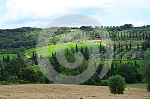 Tuscany landscape, agriculture, grape and olive fields