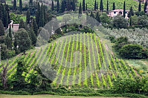 Tuscany landscape, agriculture, grape and olive fields