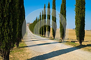 Tuscany landscape of cypress trees road in Italy