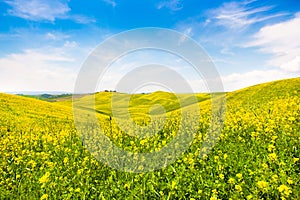 Tuscany landscape with field of flowers in Val d Orcia, Italy