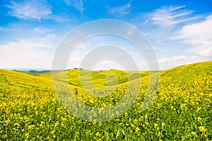 Tuscany landscape with field of flowers in Val d Orcia, Italy