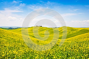 Tuscany landscape with field of flowers in Val d Orcia, Italy