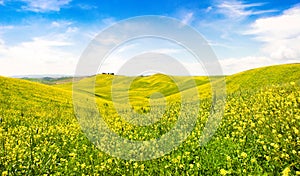 Tuscany landscape with field of flowers in Val d Orcia, Italy